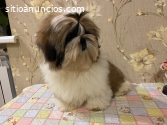 Regalo Hermosos cachorros shih tzu