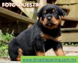 Rottweiler impresionantes Cachorros