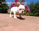 Se venden cachorros bulldog frances