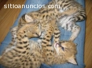 Serval y gatitos de la sabana para la ad