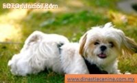 Shih Tzu lindísimos Cachorros