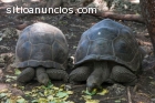 Tortugas gigantes de Aldabra en venta
