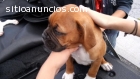 Vendo hermosa cachorra boxer