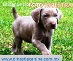 Weimaraner, Notables Cachorritos