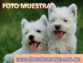 West Highland White Terrier