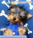 Yorkshire Terrier Estándar y Tcup