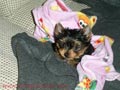  ADOPTA CACHORROS YORKSHIRE TERRIER