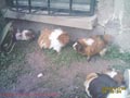 VENTA DE HERMOSOS CUYOS PERUANOS