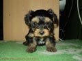 ADOPTA YORKIE TOY