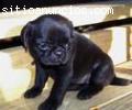 cachorros pug hermosa se reasignen