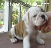 BULLDOG INGLES CALIDAD EXPOSICION