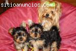 yorkshire cachorros