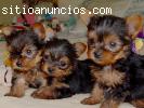 Yorkshire Terrier cachorros