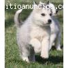 Siberian Husky cachorros sanos