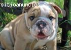 veterinario comprobado cachorros bulldog