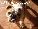 VENDO BULLDOG INGLES MACHO DE COMPAÑIA