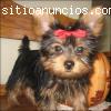 Regalo Macho y Hembra Cachorros Yorkshir