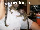 dos monos tití bebé para adopción