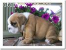 Inglés bulldog cachorros en venta