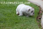 Regalo Perritos Bulldog ingles