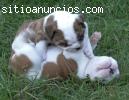 Bulldog Ingles Super Calidad Ultimos