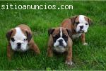 BULLDOG INGLÃ�S, Cachorritos Impresionant