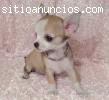 maravilloso pura raza chihuahua cachorr