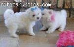 cachorros maltés adorable