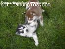 Regalo hermosos Cachorros Husky Siberian