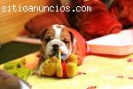 BULLDOG INGLES ENVIO GRATIS INCLUYE PEDI