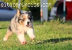 Border Collie, porque tu mereces lo mejo