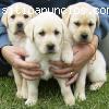 Hermosos cachorros labradores