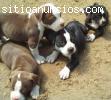 inglÃ©s cachorros pitbull