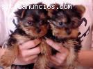 Adorables cachorros yorkie disponibles p