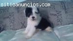 Lindos cachorros de viejo pastor ingles.