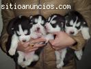 Cachorros Husky Siberianos. Pedigree Int