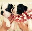 CAMADA BULLDOG FRANCES