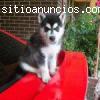Los cachorros Siberian Husky