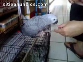 African Gray Parrots en venta