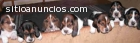Basset hound cachorros en venta
