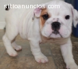 Bella, Familia-Criado, AKC registrados B
