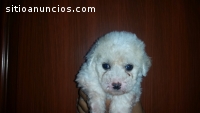 bichon maltes de bolsillo