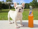 Bulldog Frances en adopcion