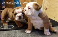 Bulldog Inglés cachorros de pedigrí comp