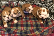 Bulldog Inglés cachorros de pedigrí comp