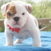 Bulldog inglés cachorros disponibles par