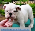 Bulldog Ingles Dóciles Cachorritos