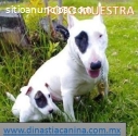 Bullterrier Ingles Vigorosos cachorros