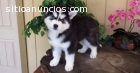 cachorro de husky