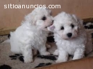 Cachorros Bichon Frise en venta